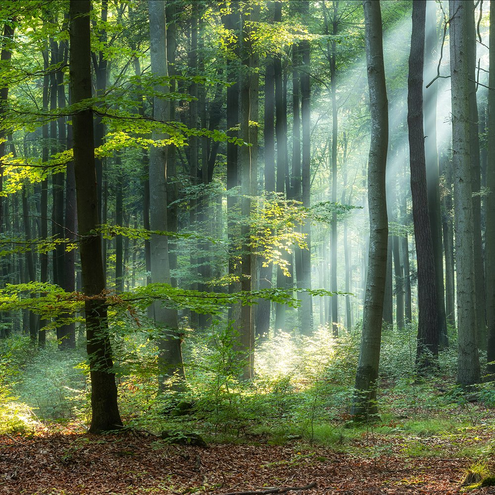 Nadur Forest Therapy Trees