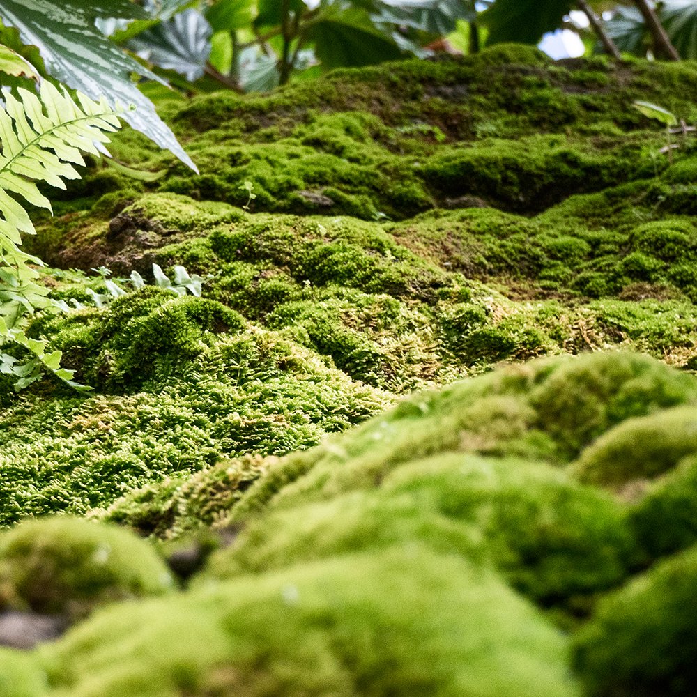 Nadur Forest Therapy